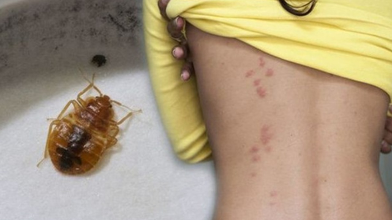 veneno para chinches