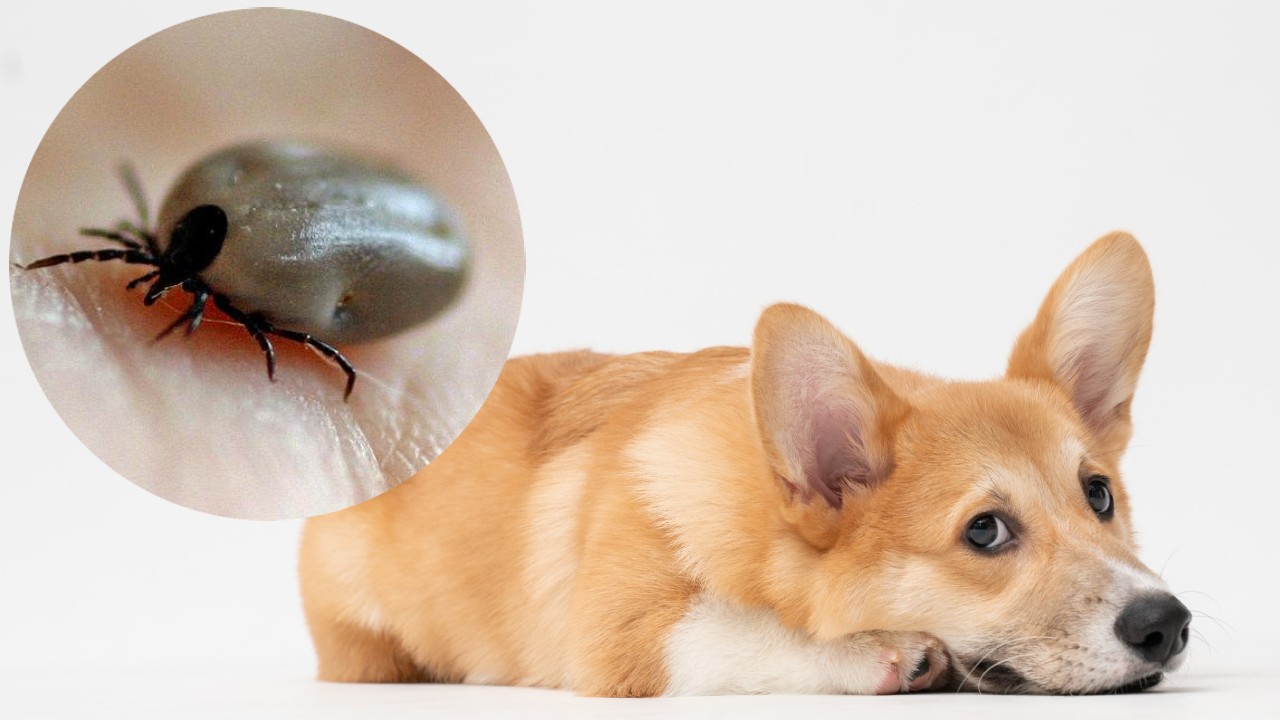 Vinagre para eliminar garrapatas