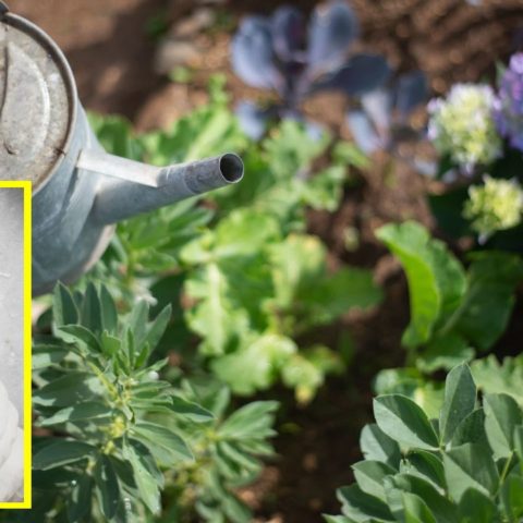 vinagre para mejorar la tierra de las plantas