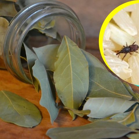 ahuyentar gorgojos con laurel