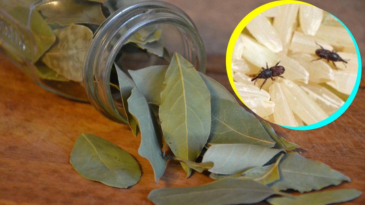 ahuyentar gorgojos con laurel