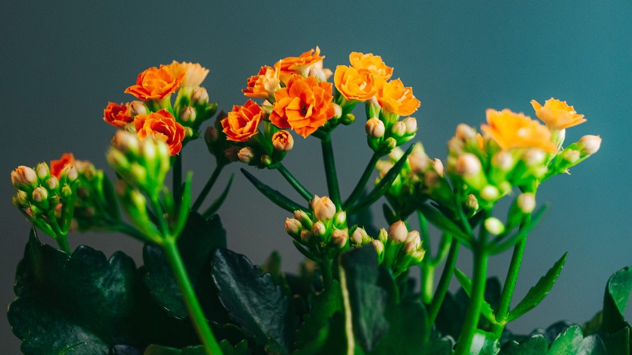 kalanchoe para que sirve