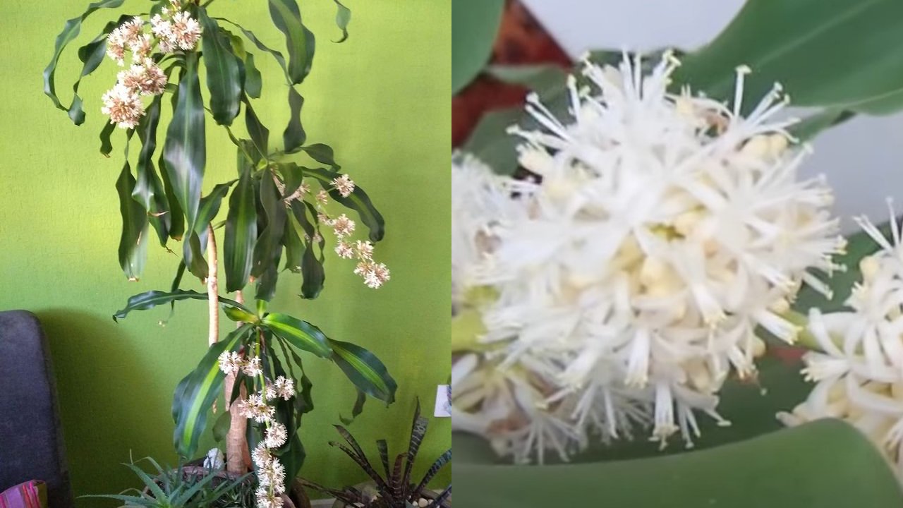 palo de brasil con flores