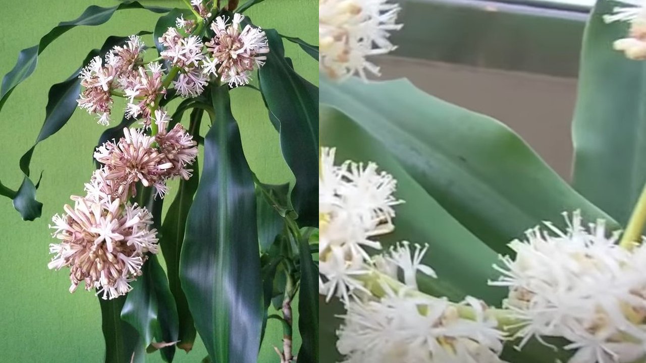florezca un palo de brasil
