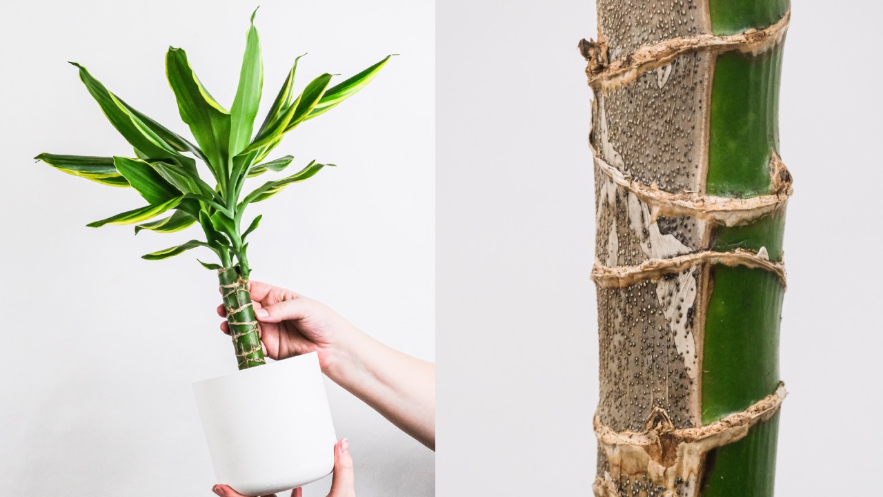 hojas de palo de Brasil amarillas