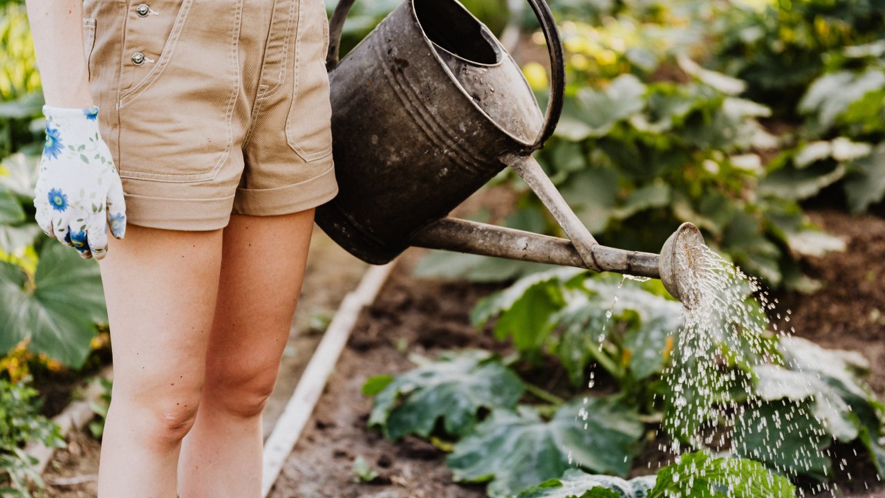 mezcla nutritiva para regar tus plantas