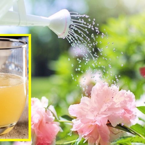 mezcla nutritiva para regar tus plantas