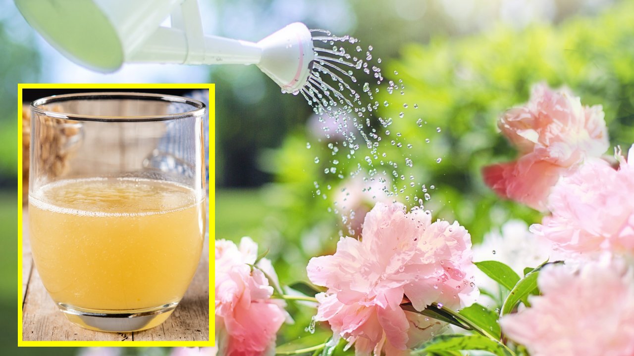 mezcla nutritiva para regar tus plantas