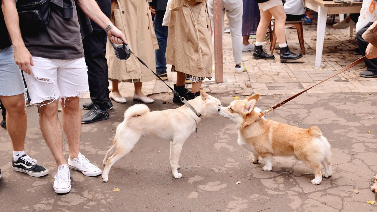 por qué los perros huelen la entrepierna de las personas