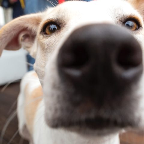 por qué los perros huelen la entrepierna de las personas