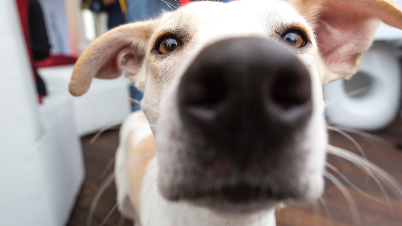 por qué los perros huelen la entrepierna de las personas