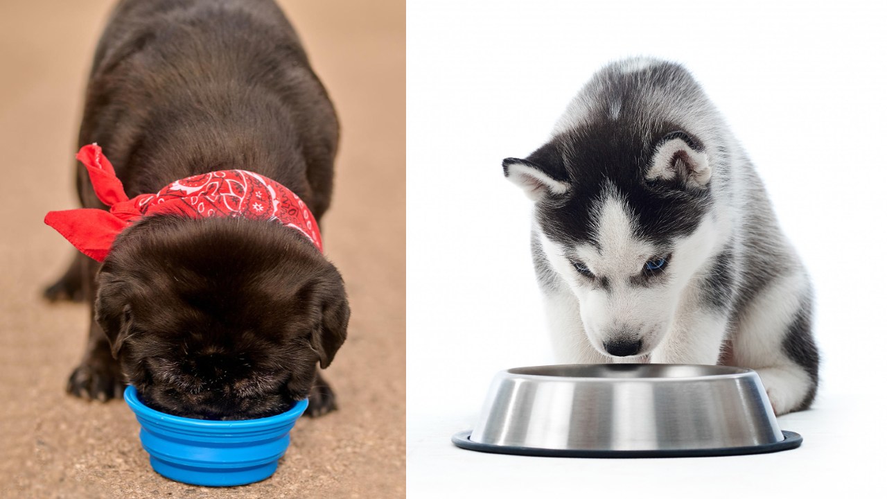 que tan frecuente lavas el plato de agua de tu perro