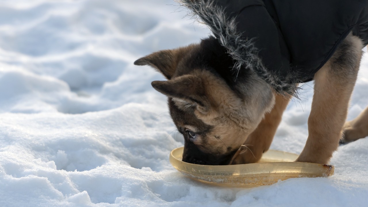 limpiar el contenedor de agua