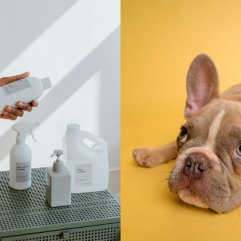 productos de limpieza peligrosos para mascotas