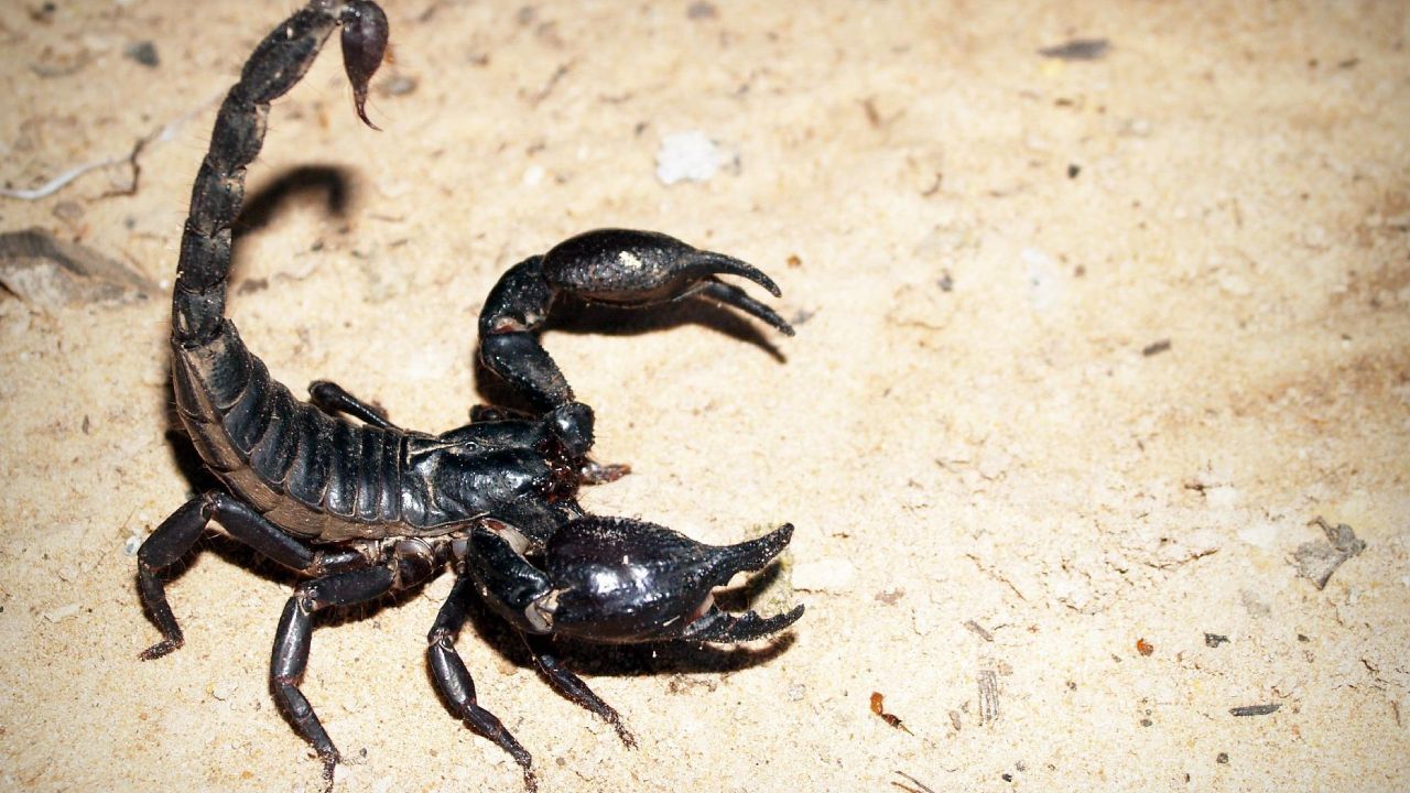 alacranes venenosos en México