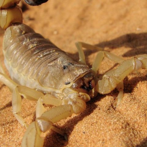 alacranes venenosos en México