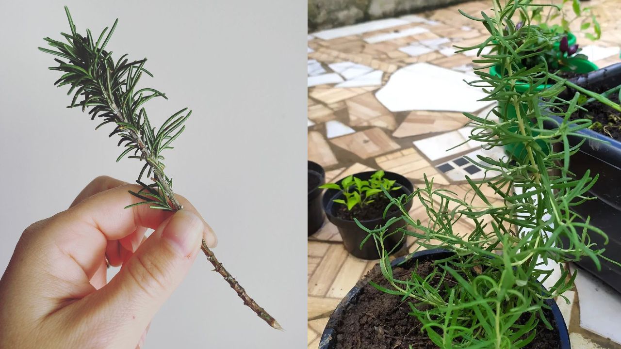 como reproducir romero por esquejes