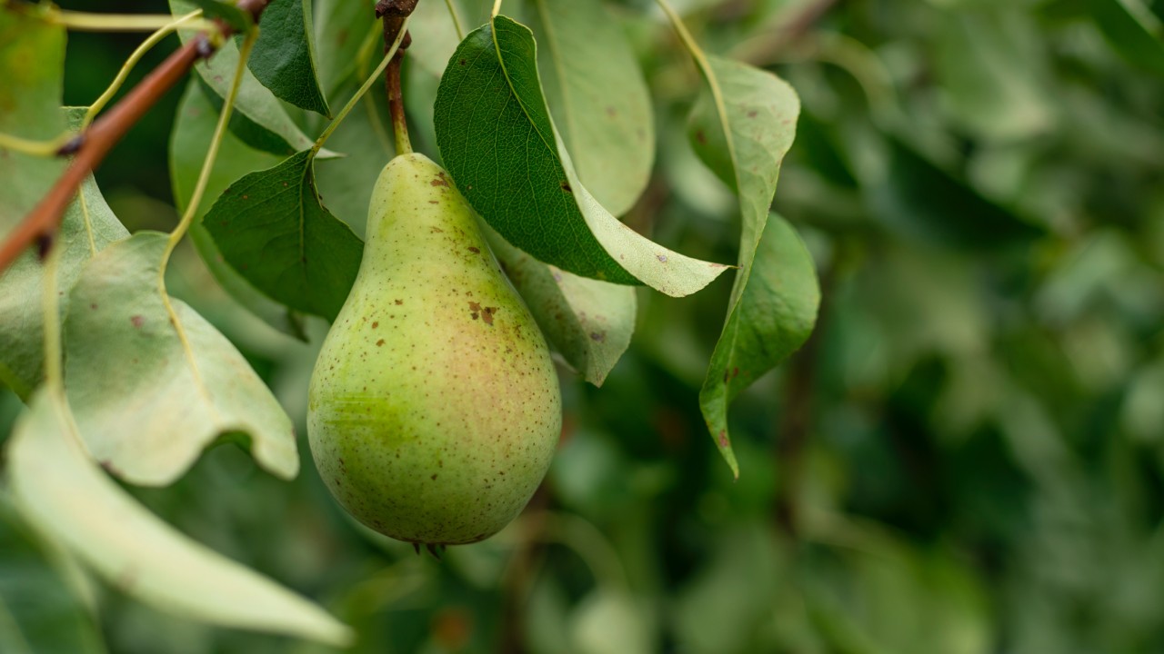 árboles que puedes tener en maceta