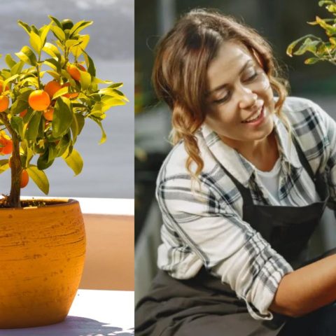 árboles que puedes tener en maceta