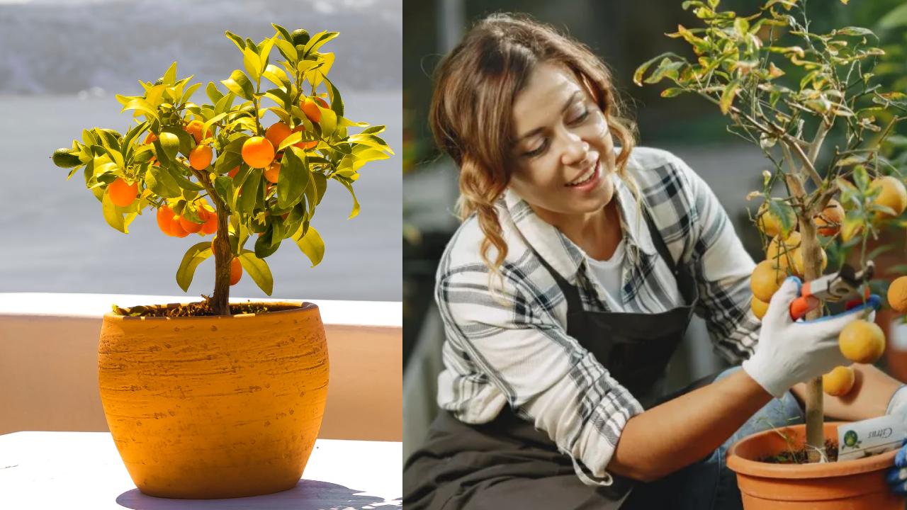 árboles que puedes tener en maceta