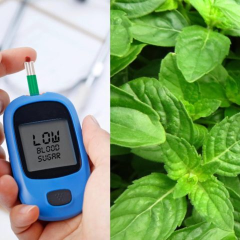 Asi debes usar la albahaca para reducir el azucar en sangre de manera natural