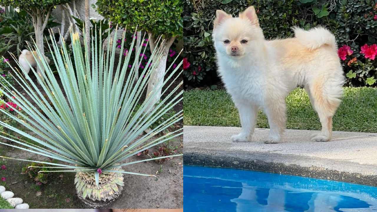 alberca de Victoria Ruffo