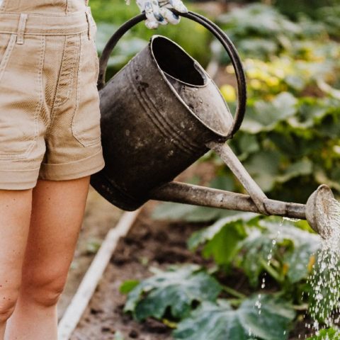 como cuidar jardin en epoca de calor