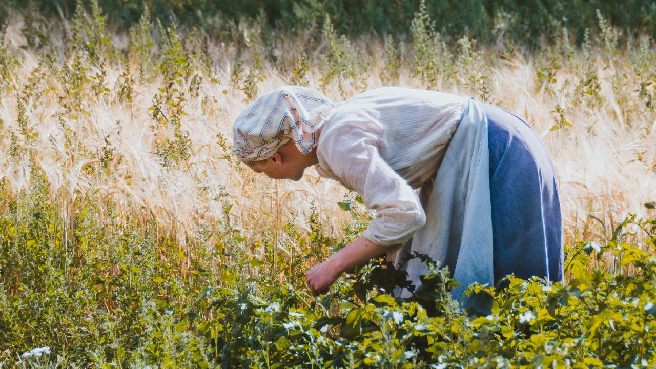 tips para cuidar huerto en epoca de calor