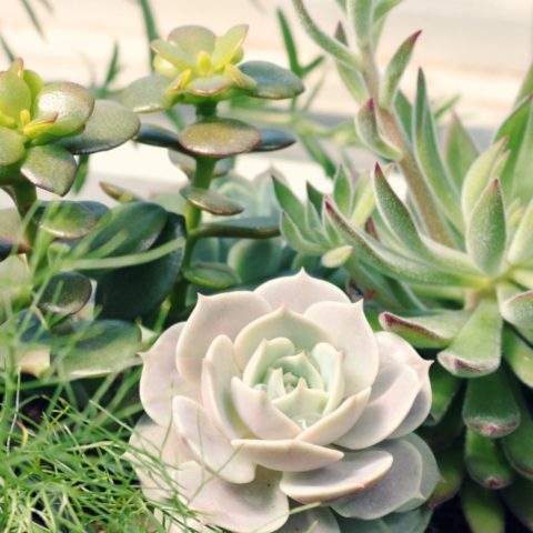 cómo cicatrizar una suculenta