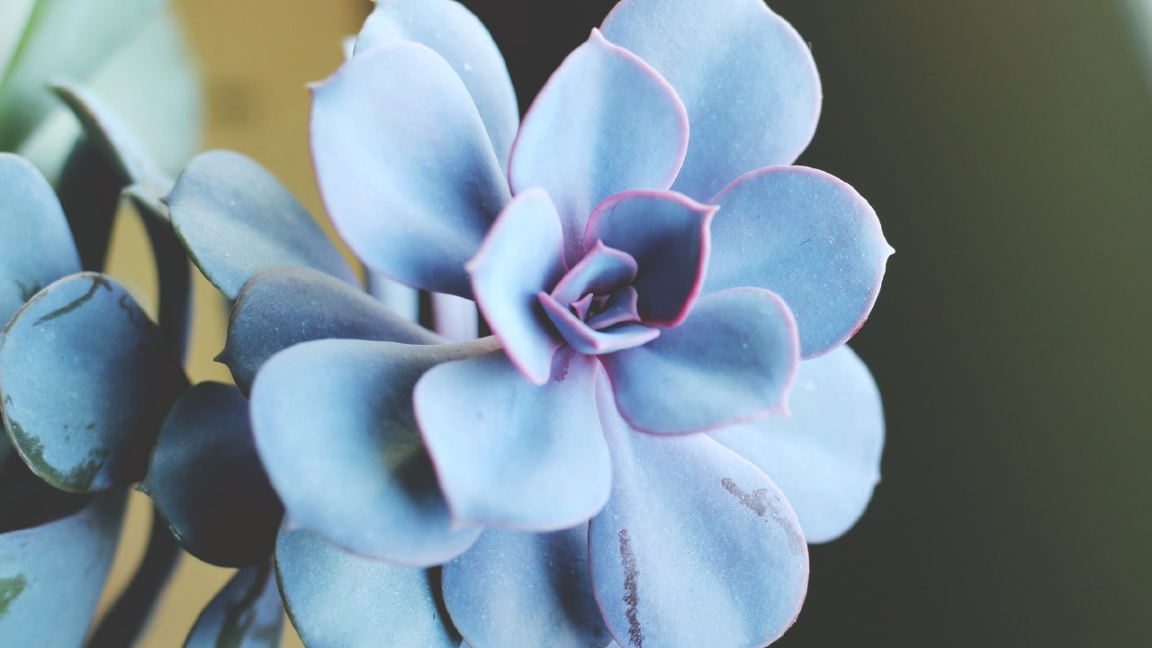 cómo cicatrizar una suculenta