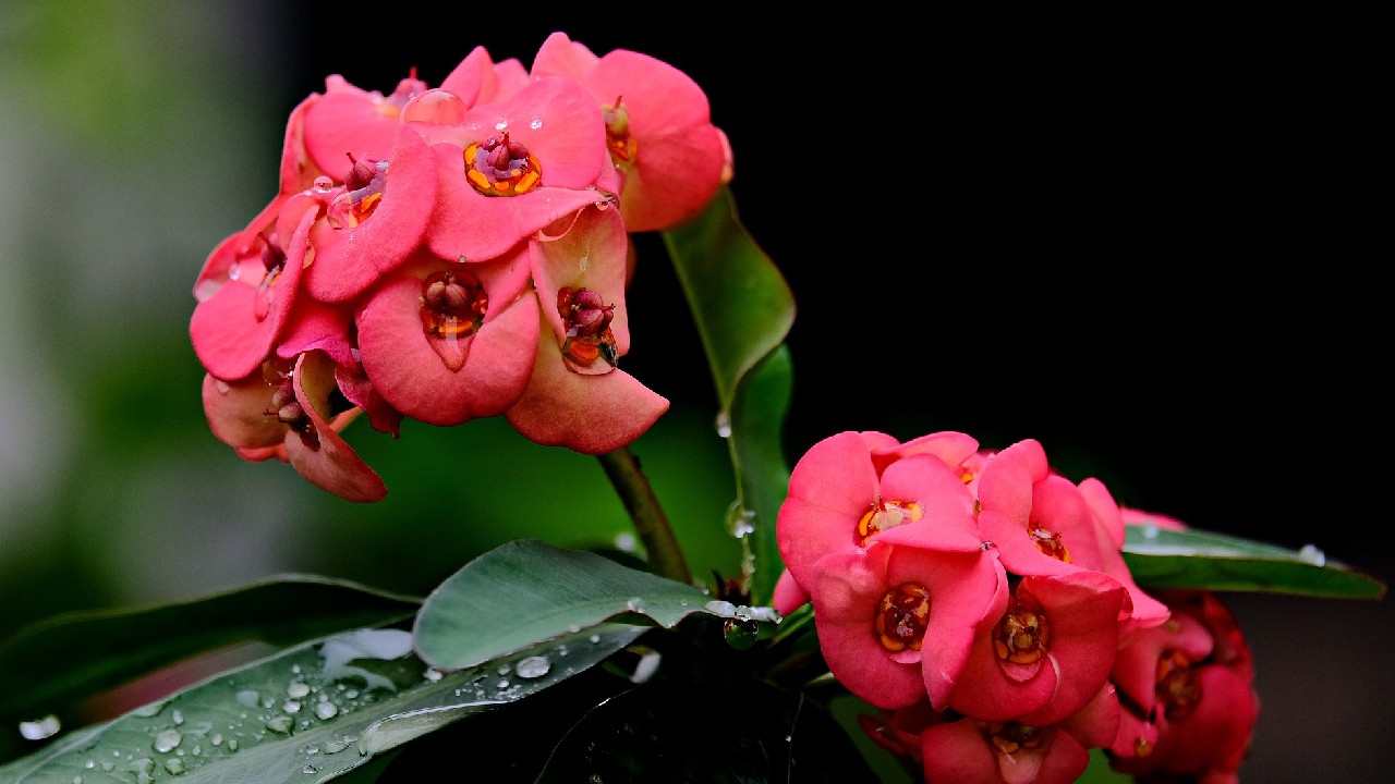 planta corona de cristo