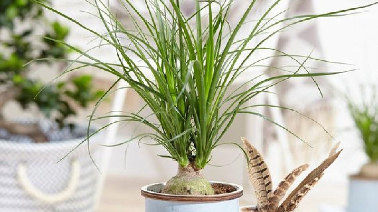 como cuidar beaucarnea recurvata