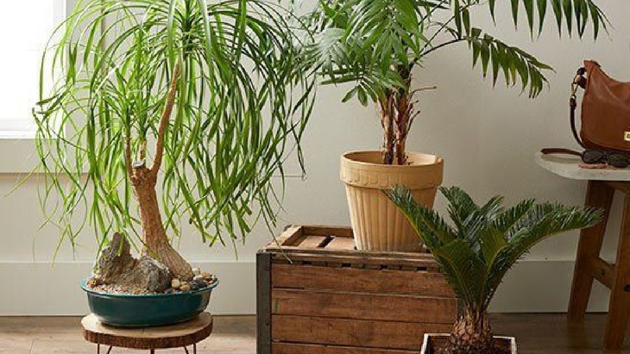 como reproducir pata de elefante