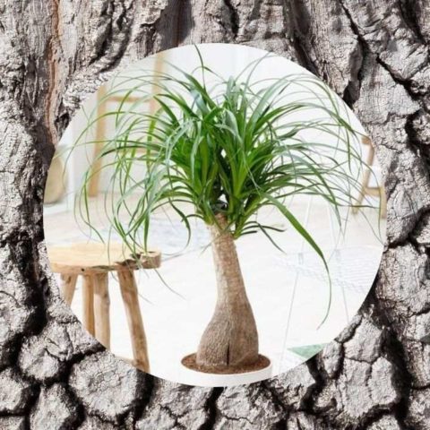 como cuidar pata de elefante