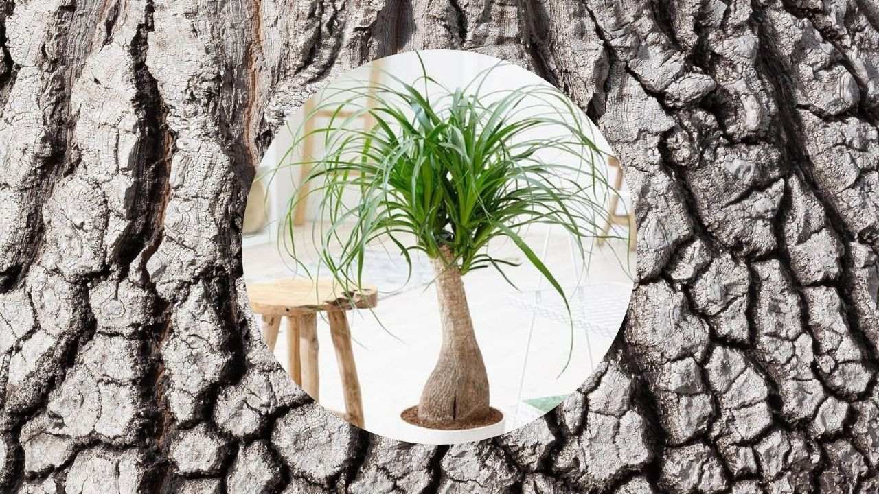 como cuidar pata de elefante