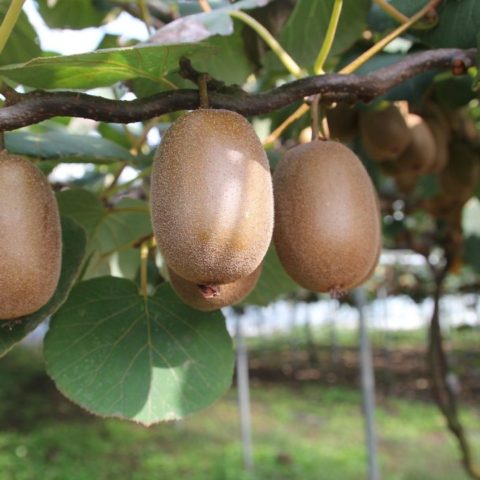 Cómo cultivar kiwis