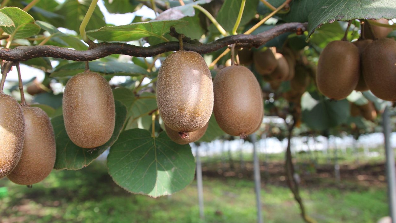 Cómo cultivar kiwis