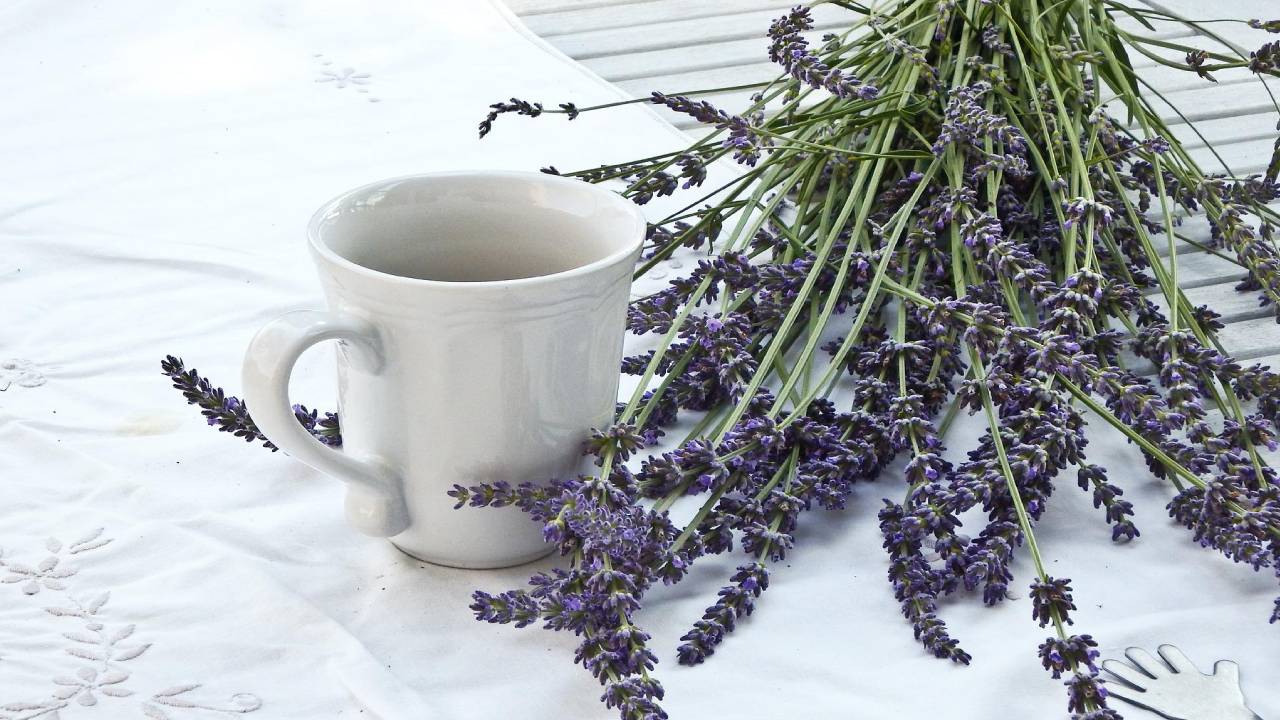 cómo cultivar lavanda en una taza
