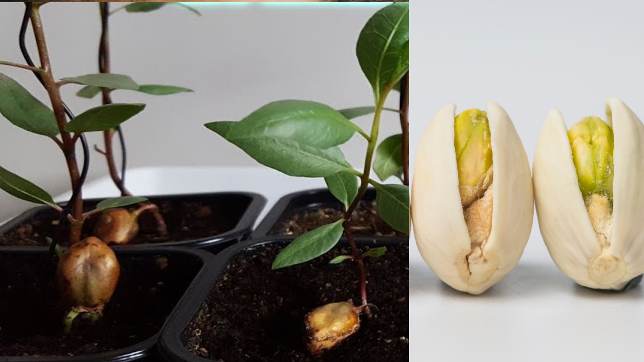 cultivar pistache en maceta