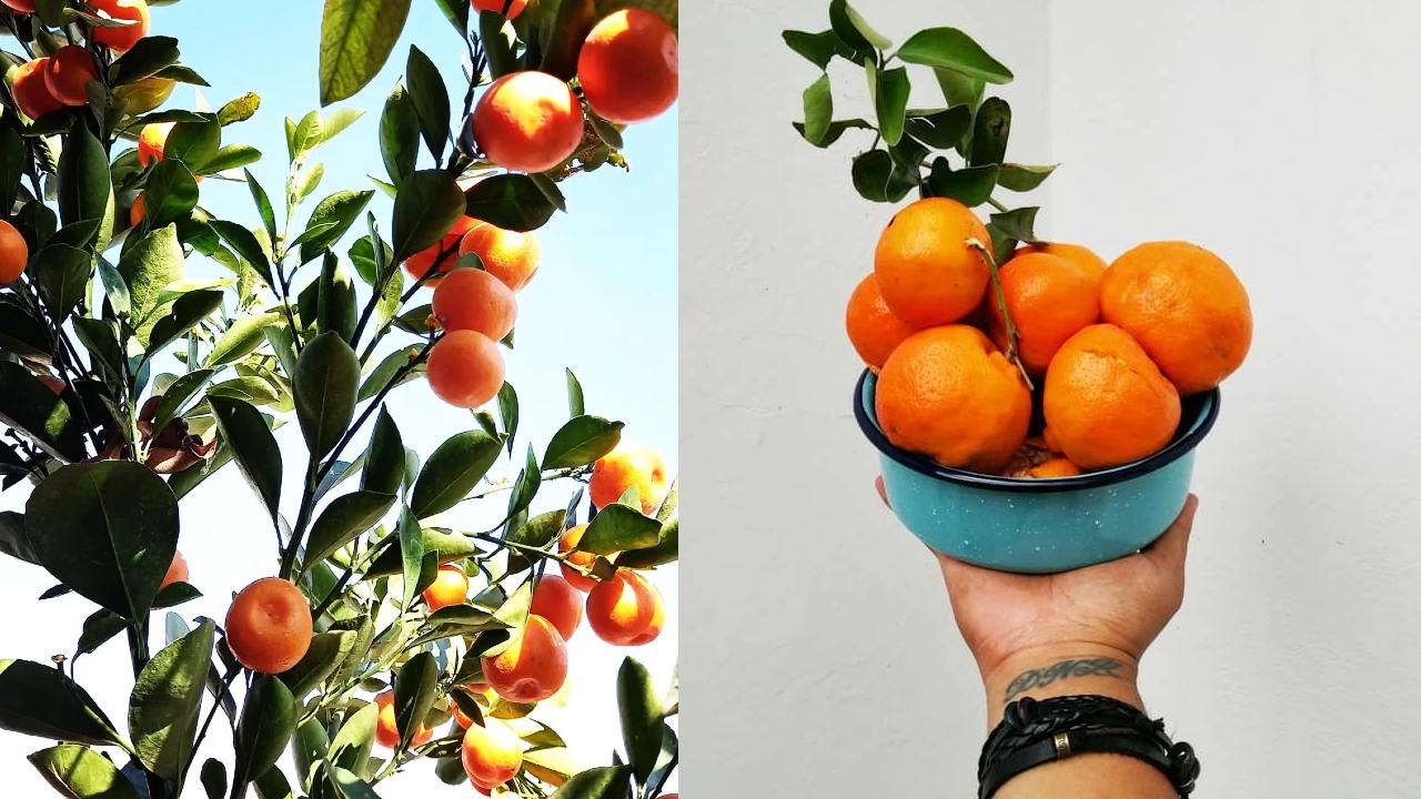 Como cultivar un arbol de mandarina en maceta