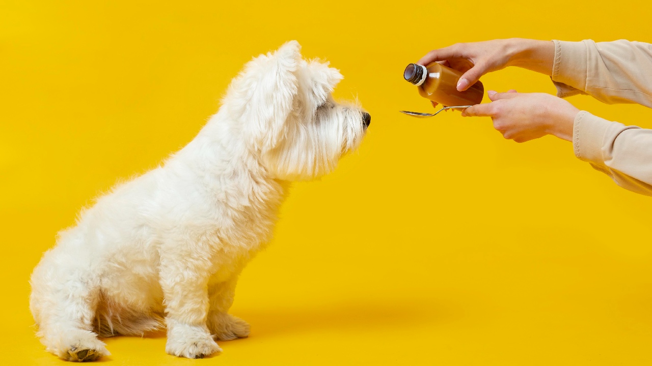 como limpiar casa despues de parvovirus