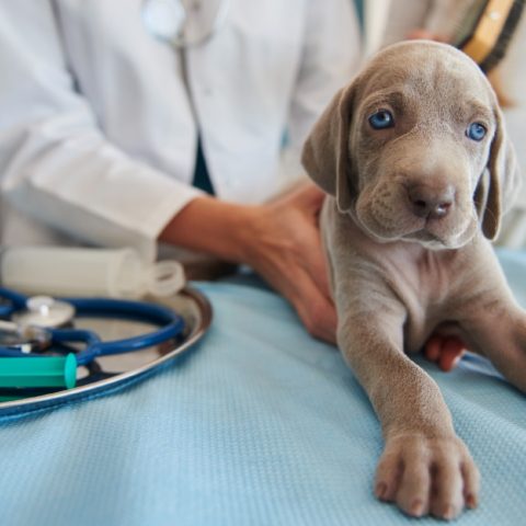 como desinfectar casa de parvovirus
