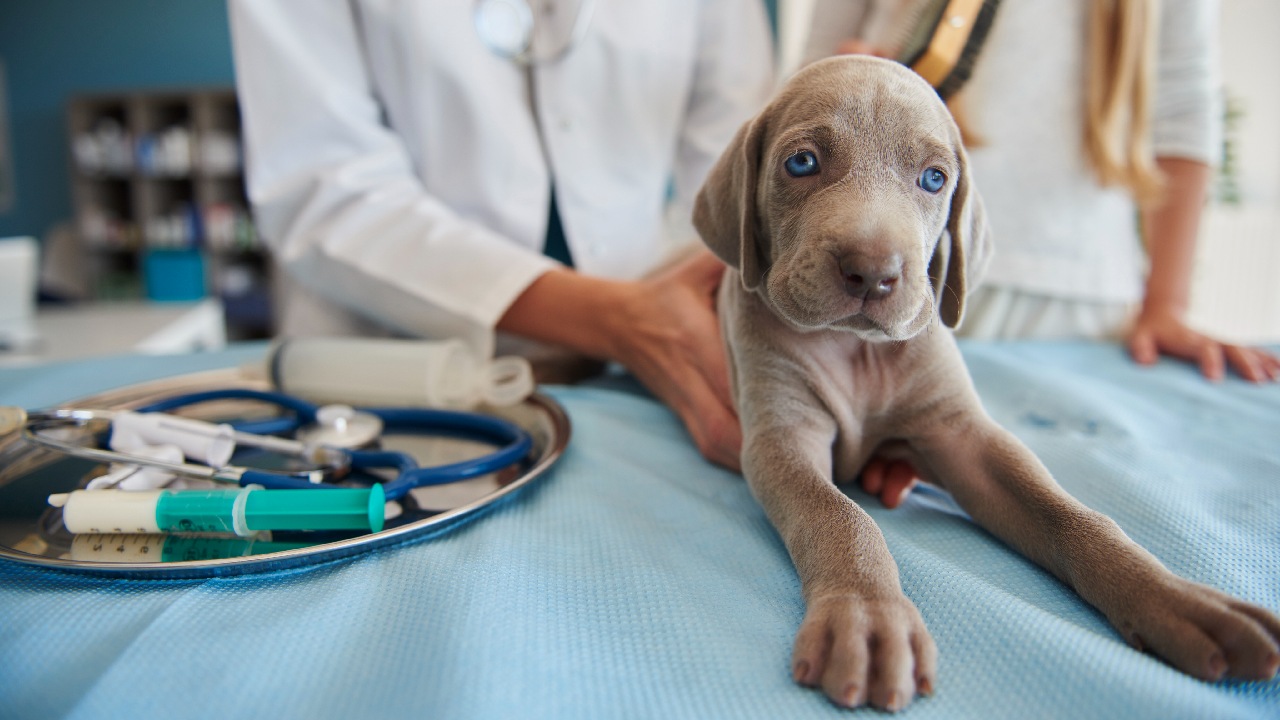 como desinfectar casa de parvovirus