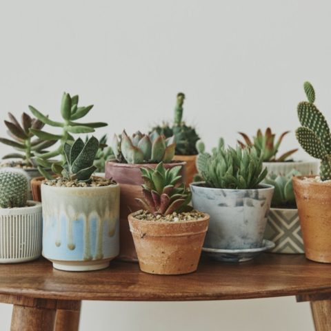 cómo elegir tu primera suculenta