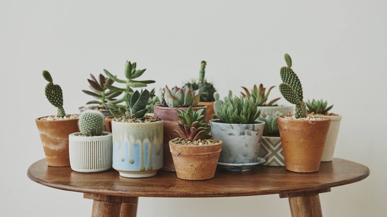 cómo elegir tu primera suculenta