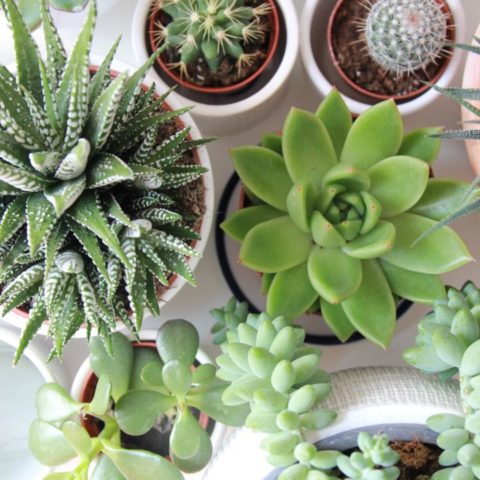 cómo elegir tu primera suculenta
