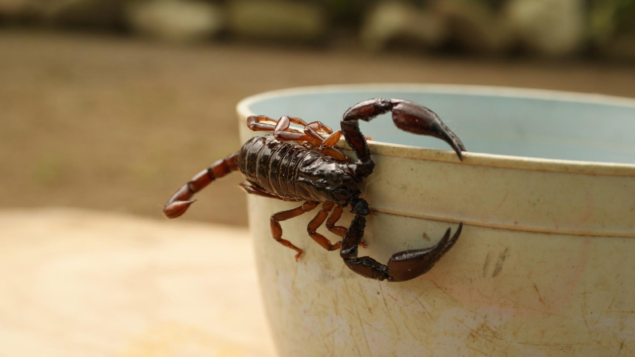 cómo encontrar un nido de alacranes