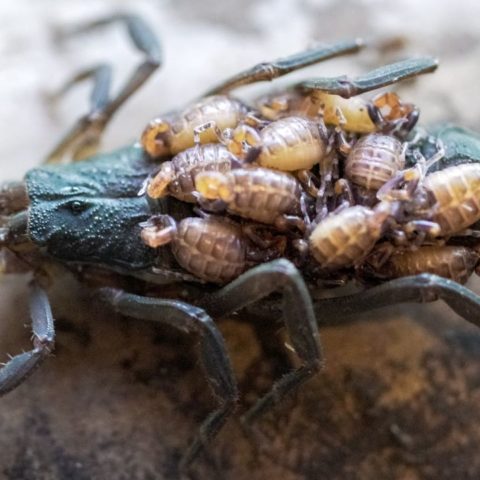 cómo encontrar un nido de alacranes