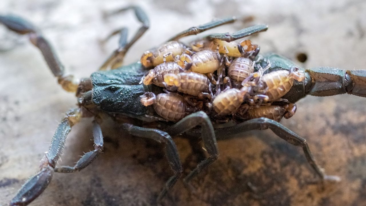 cómo encontrar un nido de alacranes