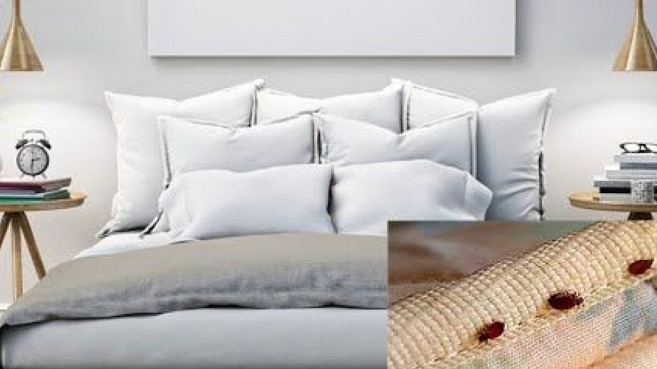 prevenir chinches de cama